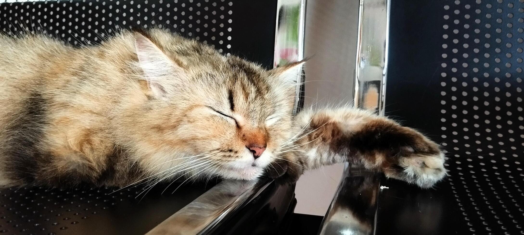 A cat laying on a metal table photo