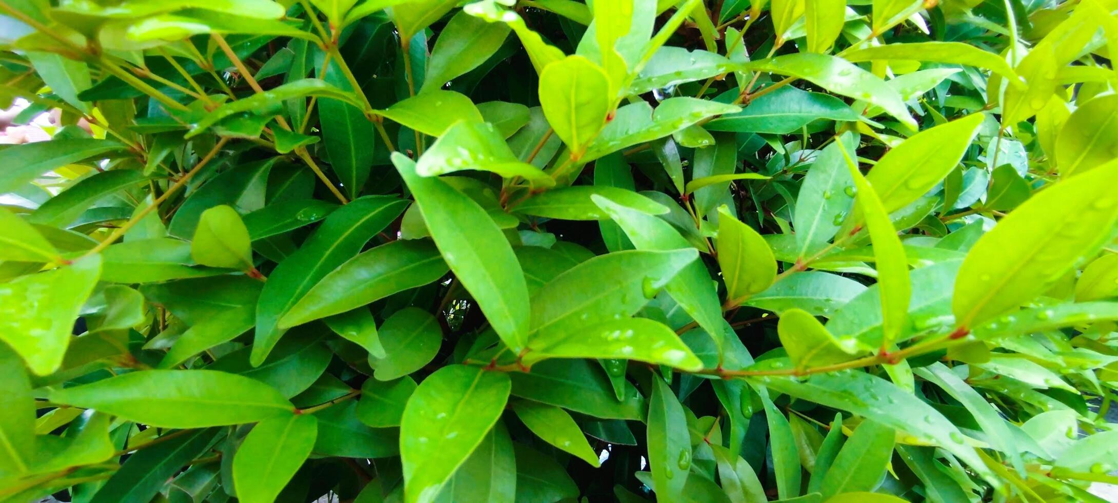A close up of a green plant with leaves photo