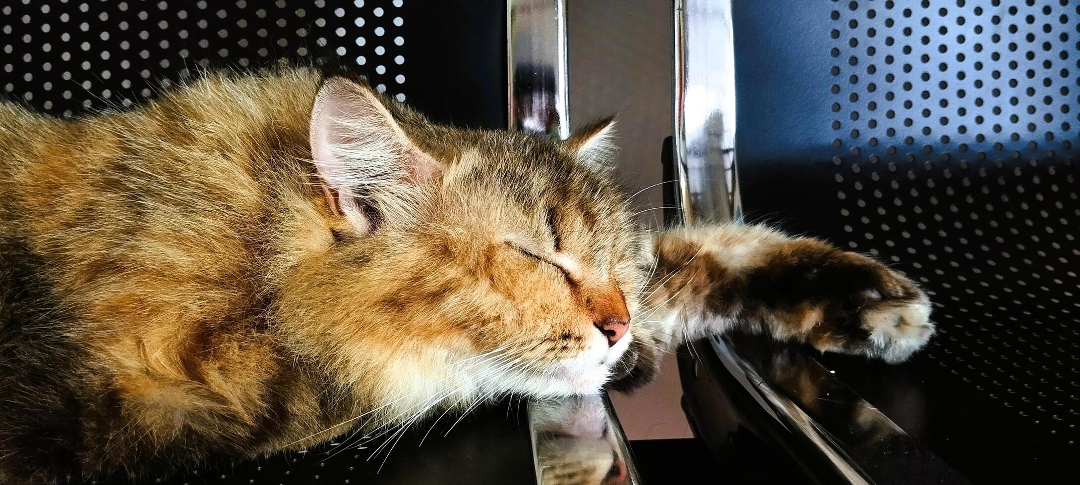 A cat sleeping on a metal shelf photo