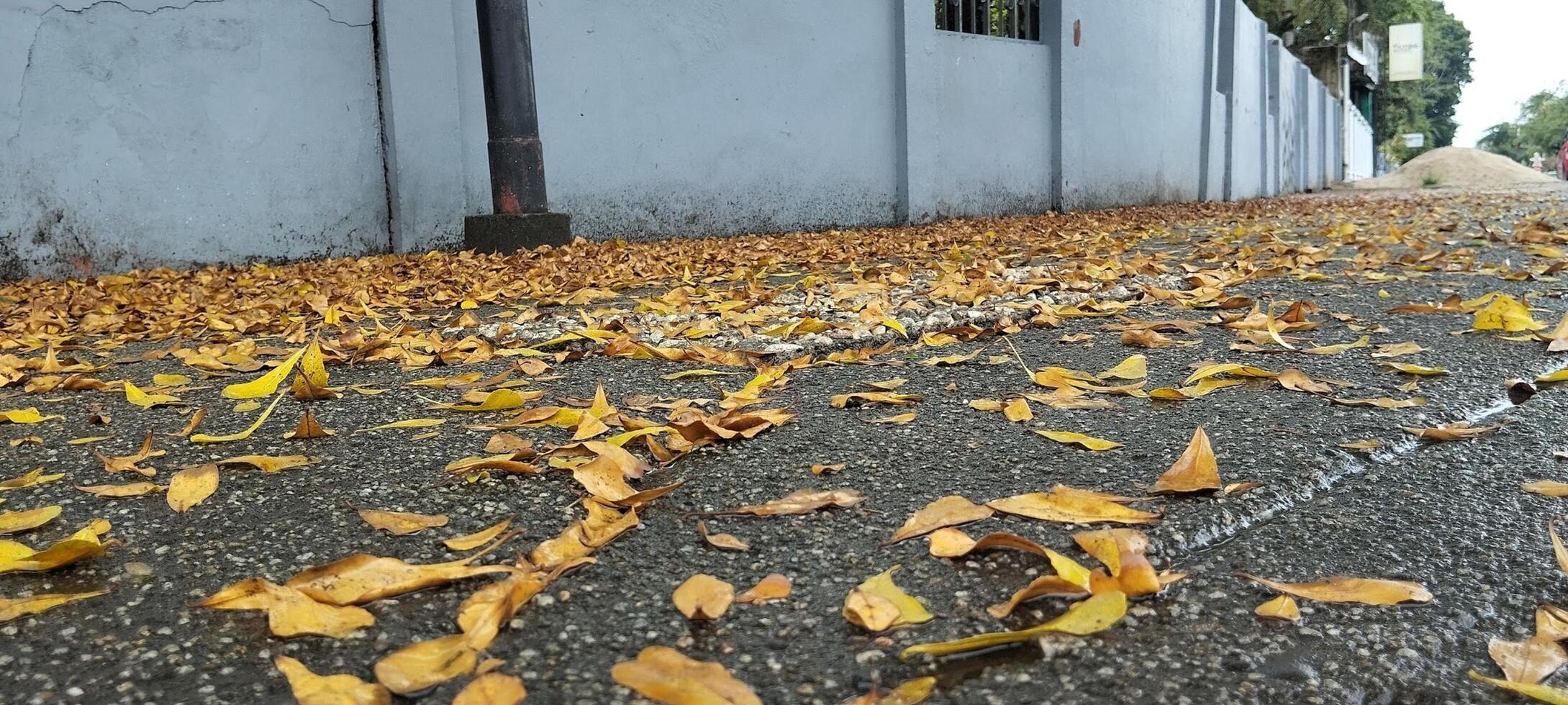 A street with yellow leaves on the ground photo