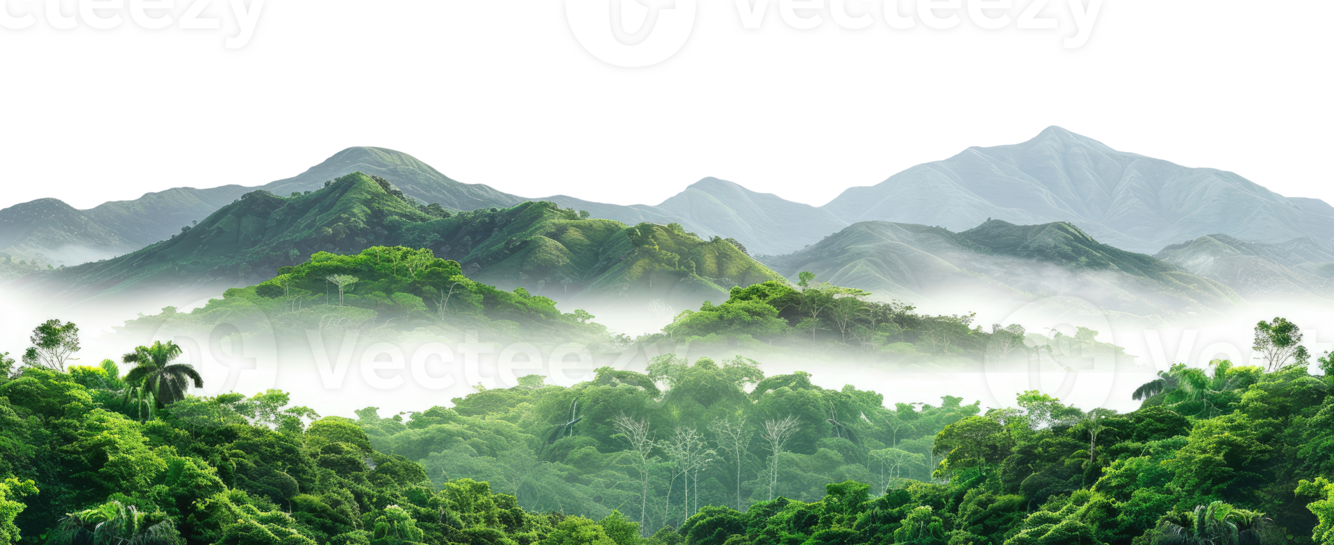 Rainforest isolated on transparent background png