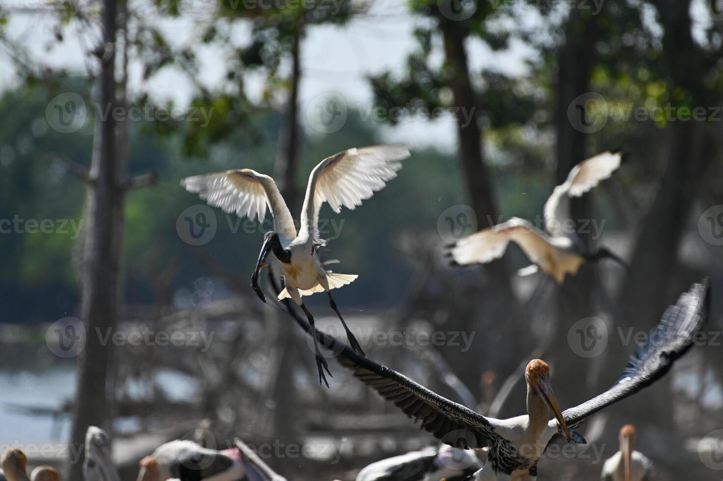 blanco pájaro volador en naturaleza reservar, safari mundo foto