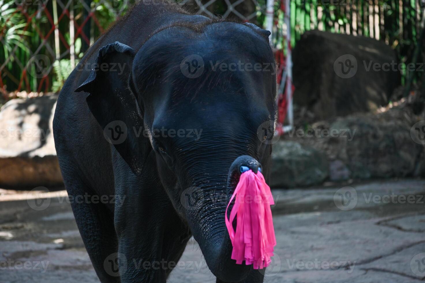 Elephant show at Safari World. photo