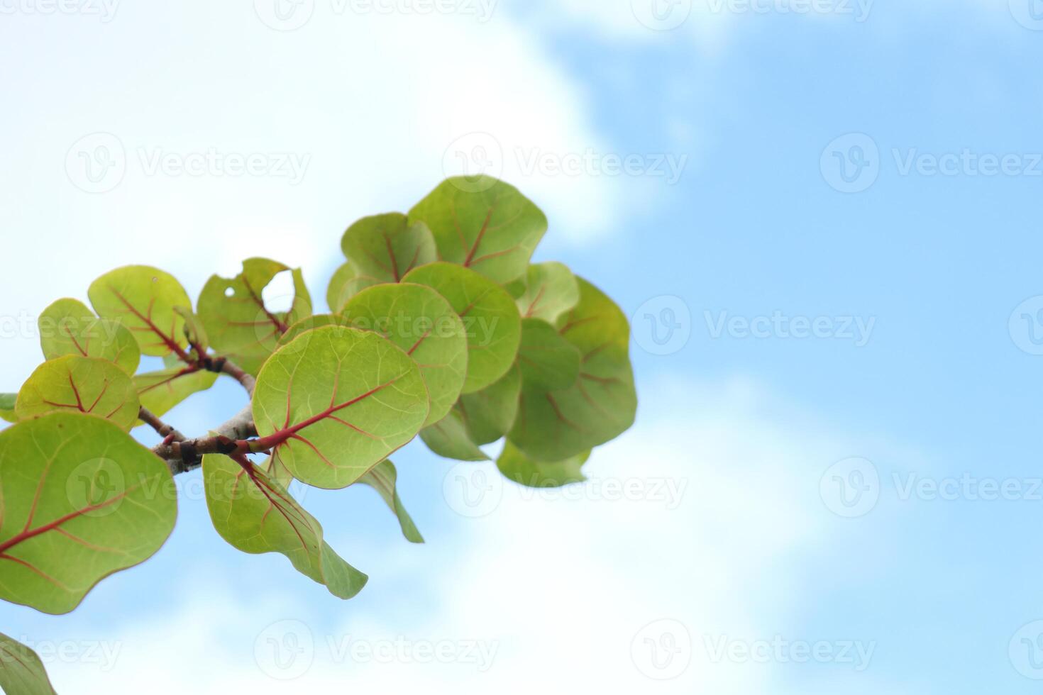 Green leaves with detail of veins of Sea grape or Seaside grape on branch and blue sky background. photo