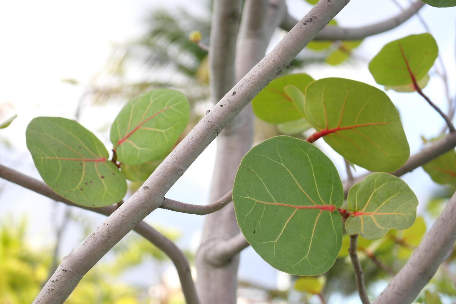 Seaside grape or Sea grapes leaves with detail of vein on branch. photo