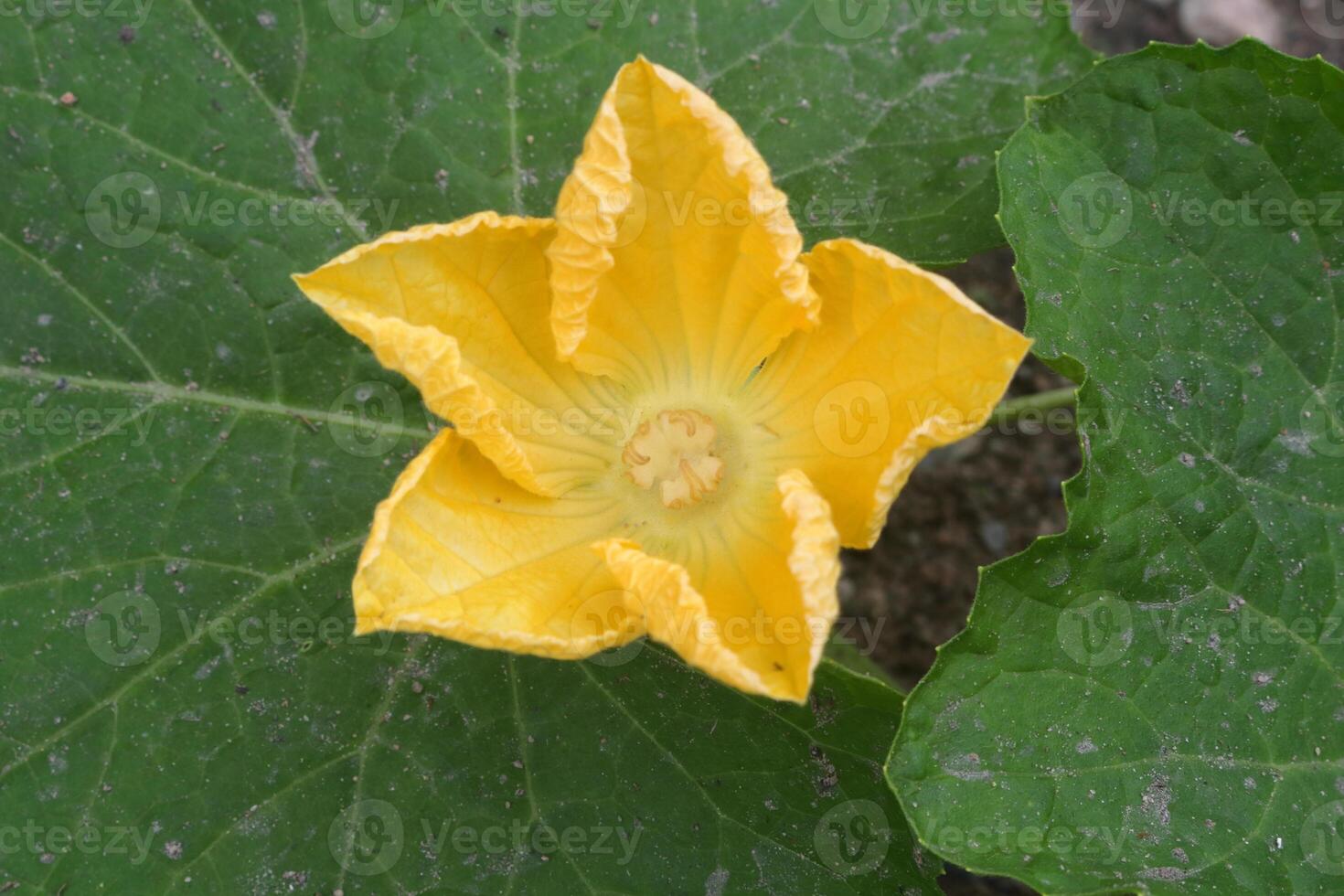 Top view yellow flower of Benincasa hispida or Wax gourd blooming and green leaves background. Another name is Winter melon, Winter gourd, White gourd, Preserving melon. photo