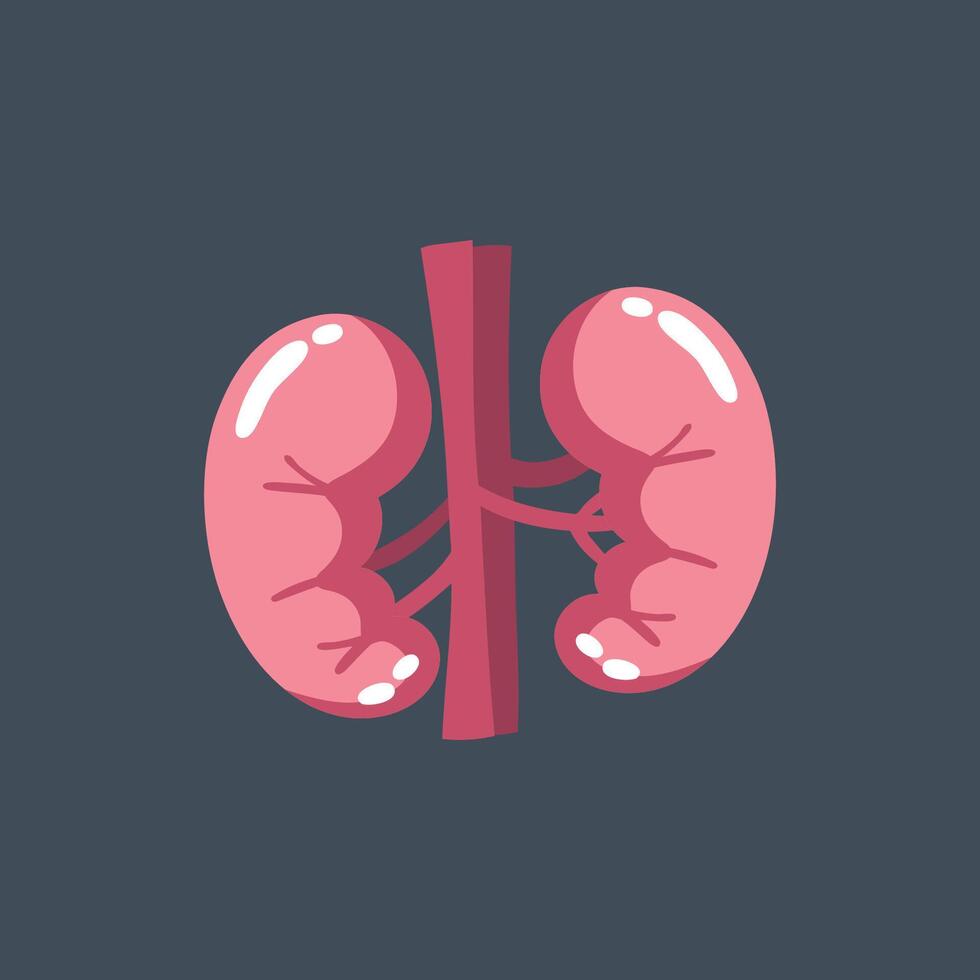 A kidney in flat design. vector