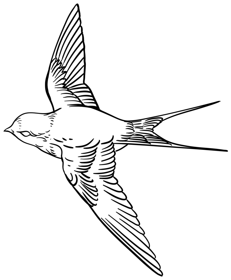 little bird sparrow png
