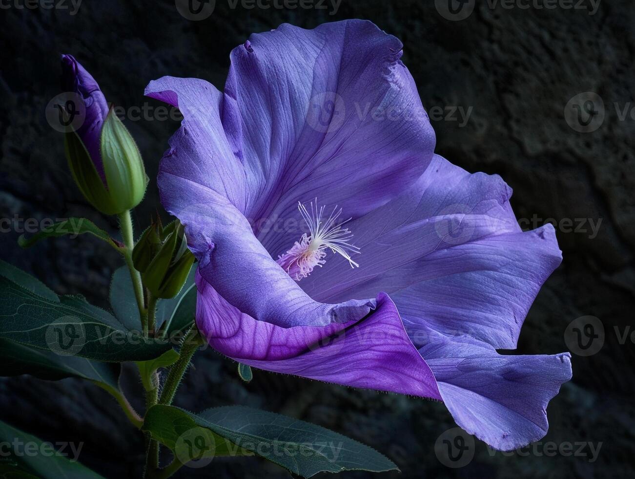 Beautiful Purple Hibiscus Flower photo