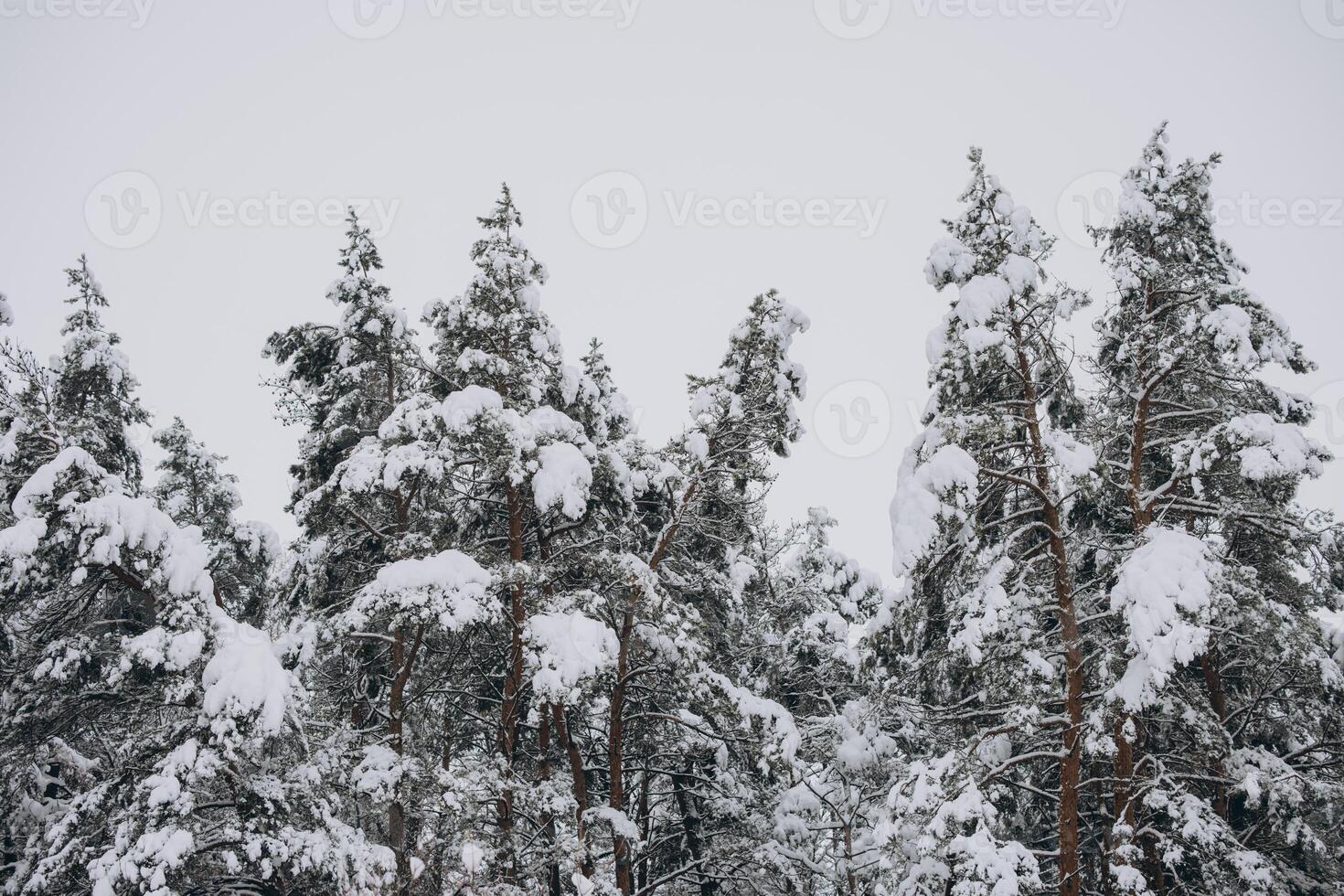 Scenic view of pine trees on snow photo