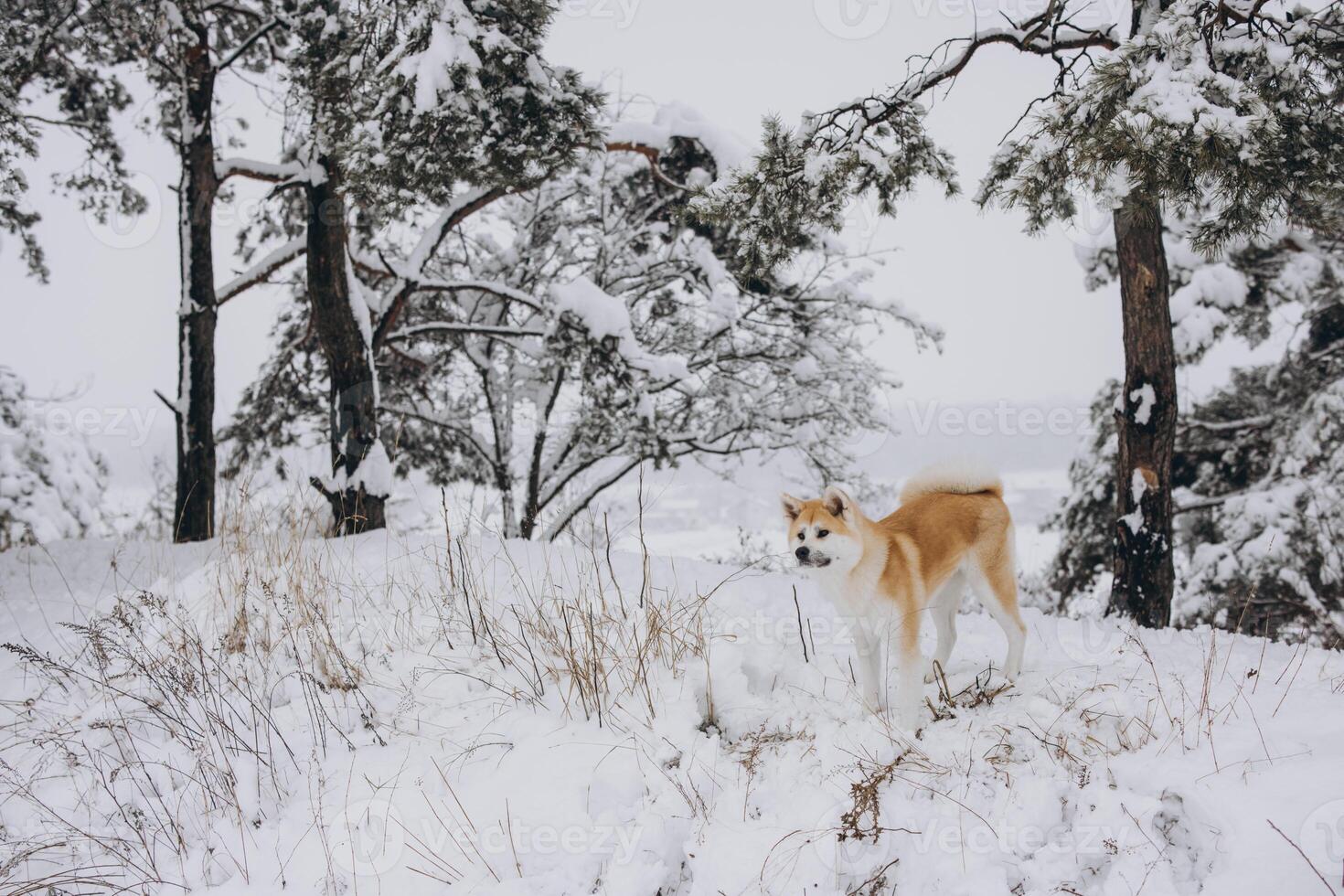 Akita inu dog enjoy the winter photo