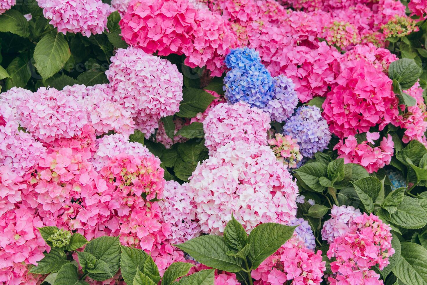 Multicolor of beautiful hydrangea flowers photo