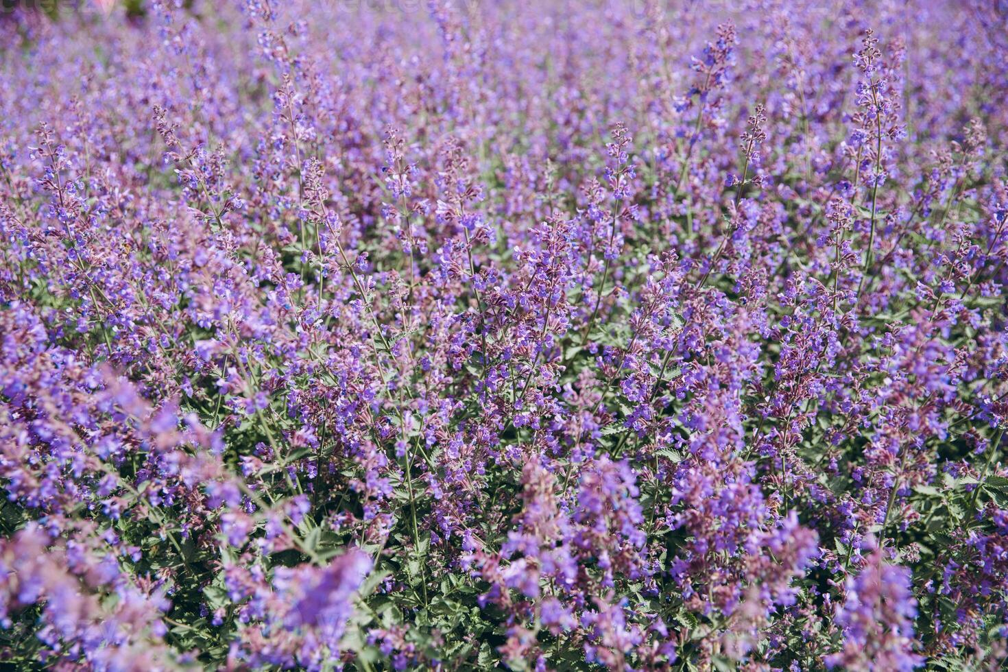 Background of purple flowers in Amsterdam photo