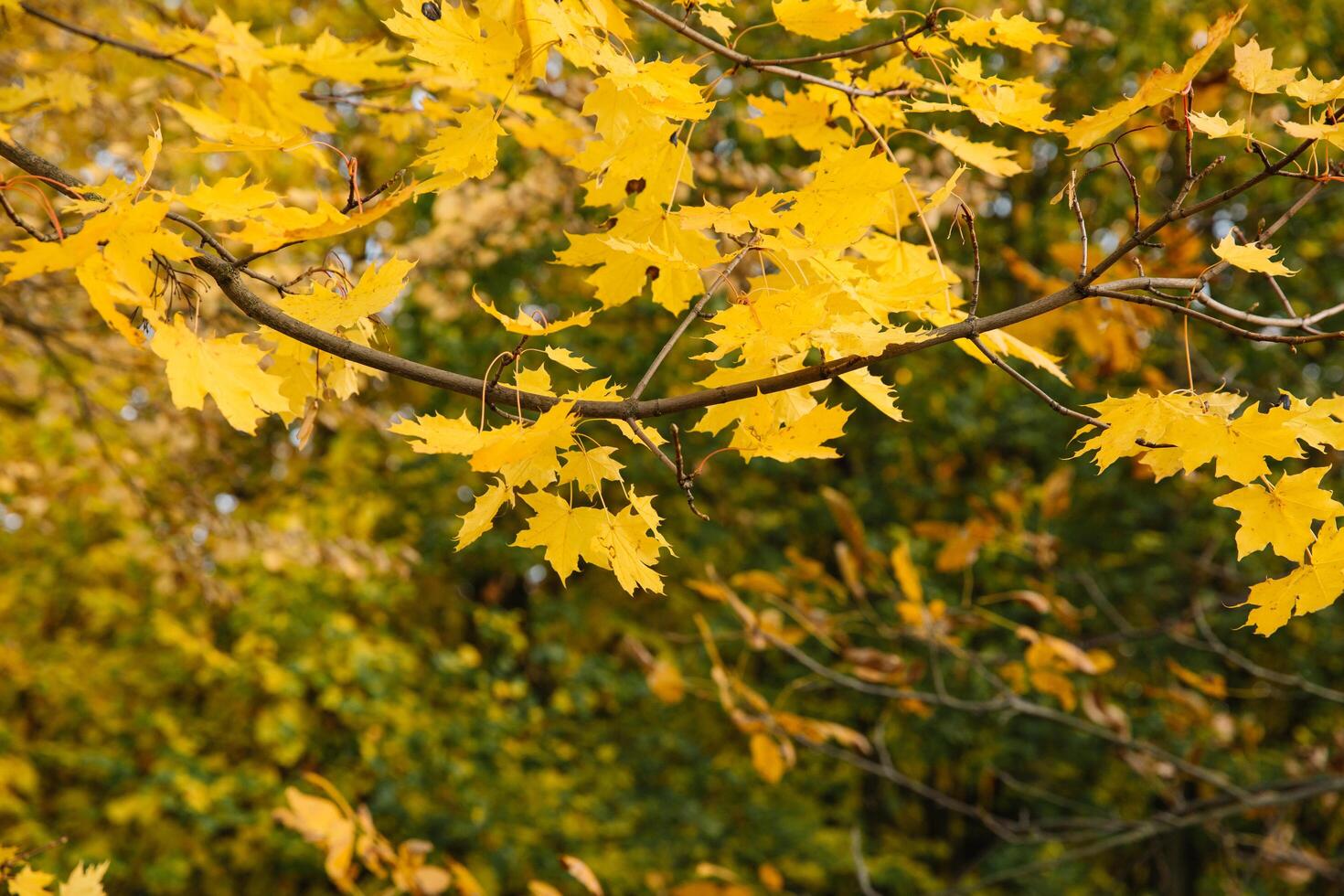 Branches of autumn yellow leaves in the park photo