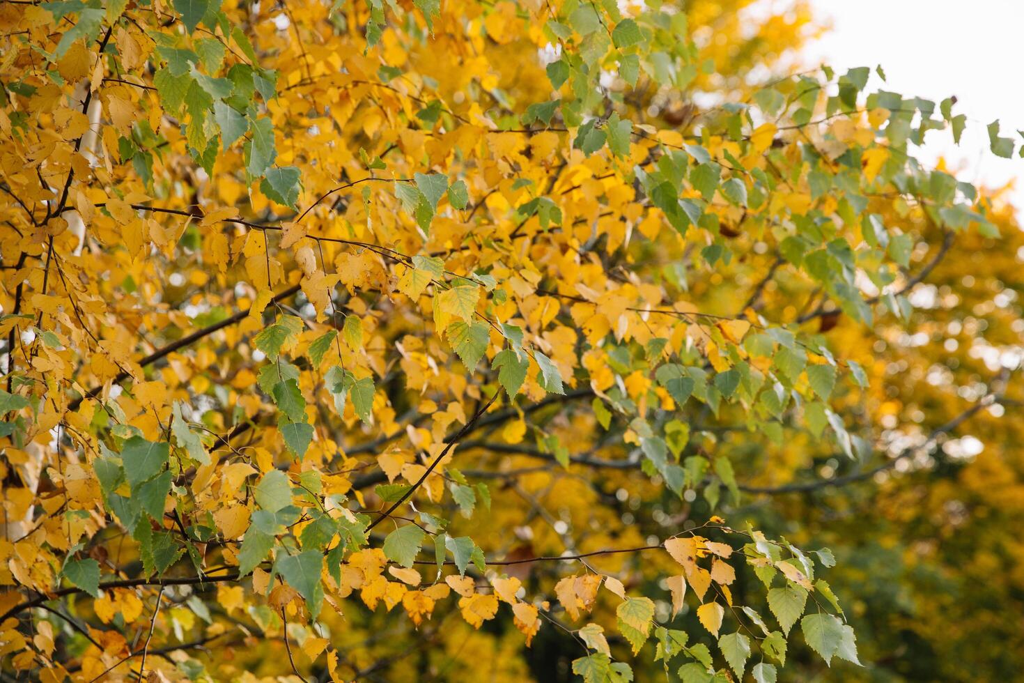 Branches of autumn yellow leaves in the park photo