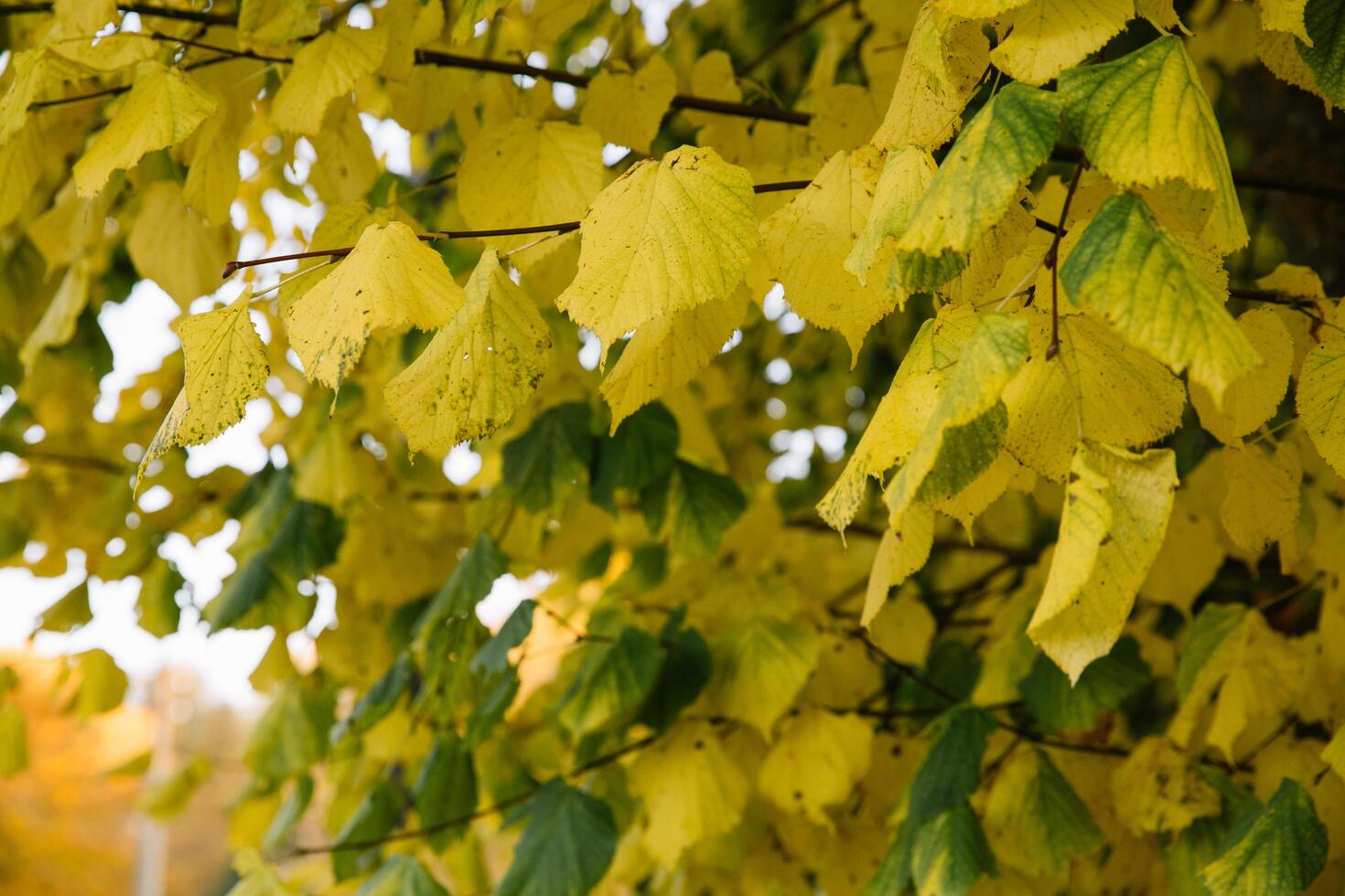 Branches of autumn yellow leaves in the park photo