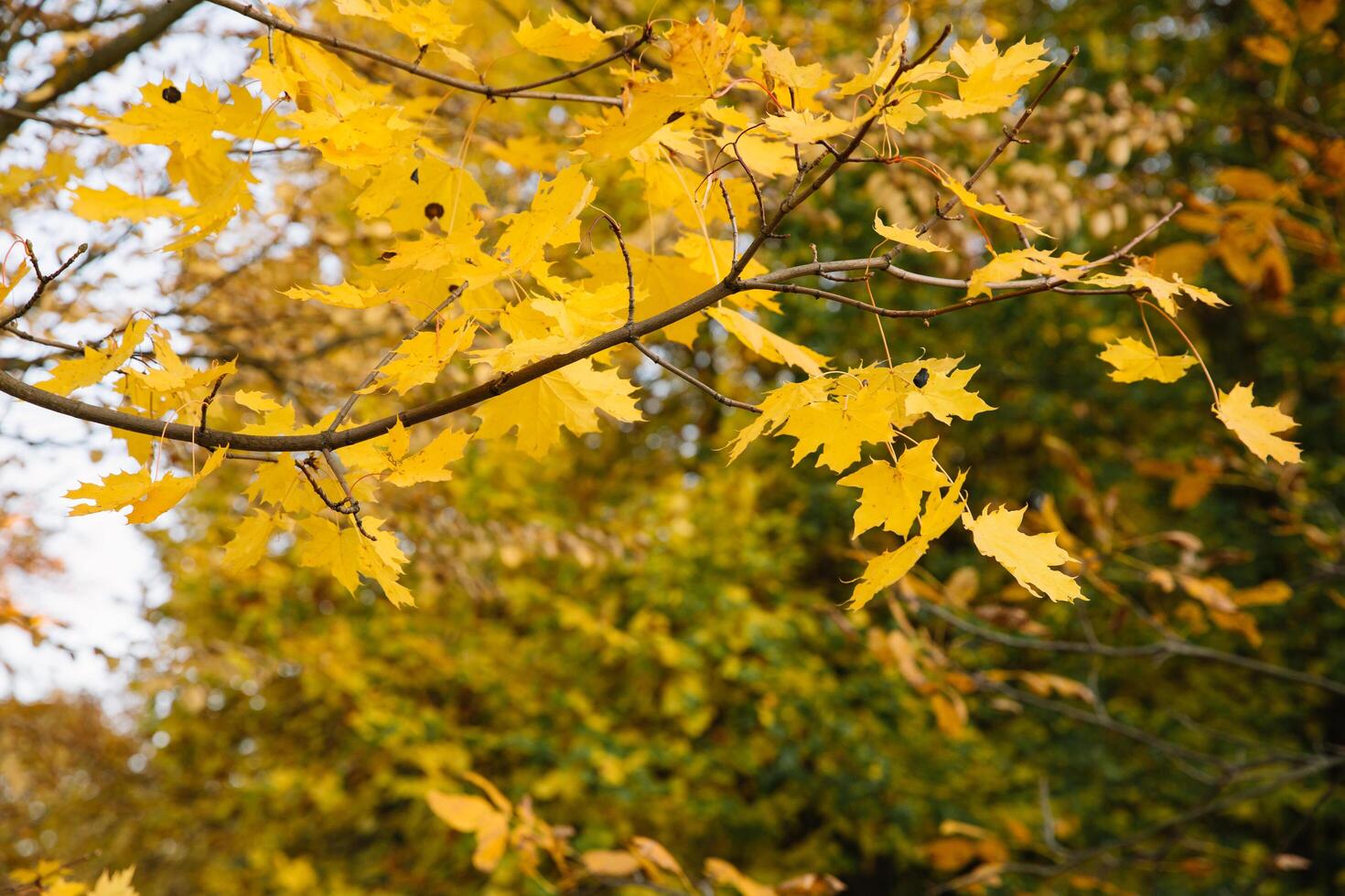 Branches of autumn yellow leaves in the park photo