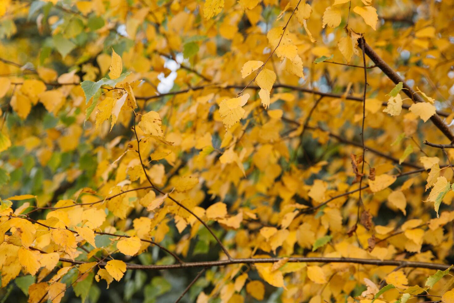 Branches of autumn yellow leaves in the park photo