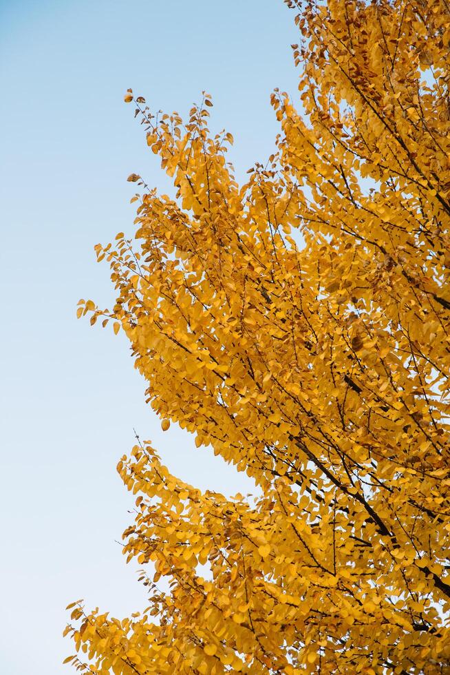 Branches of autumn yellow leaves in park with copy space on blue sky photo