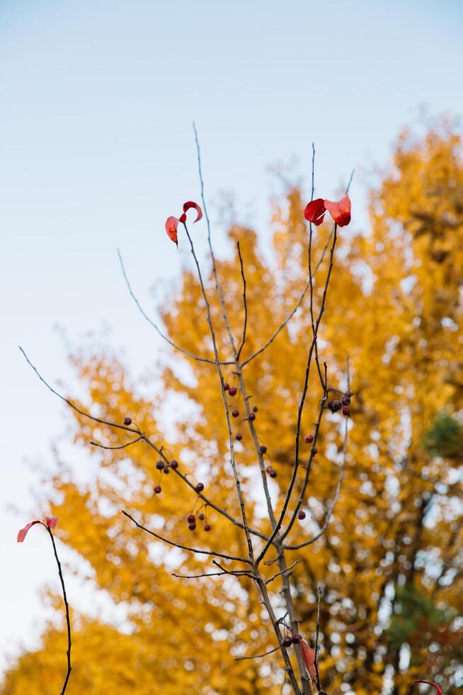 Lonely red leaves left on a tree in late autumn in the park. photo