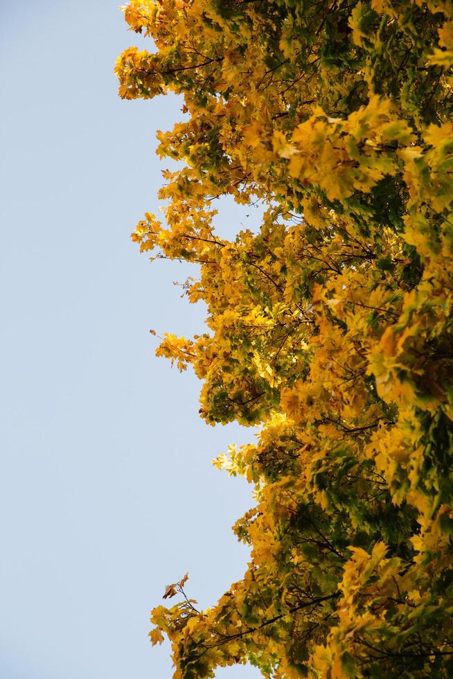 Branches of autumn yellow leaves in park with copy space on blue sky photo
