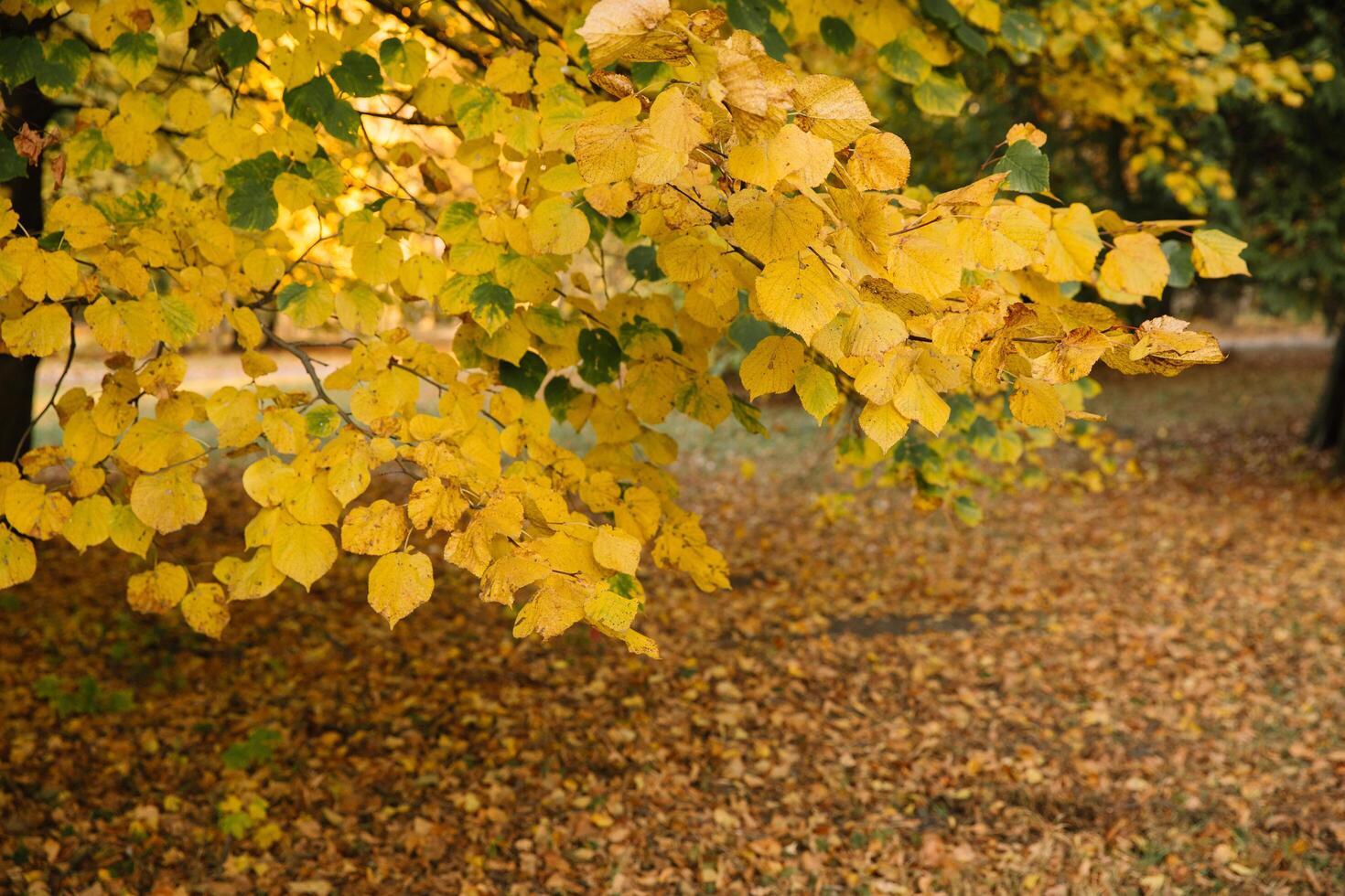 Autumn park landscape, yellow and orange leaves on branches photo