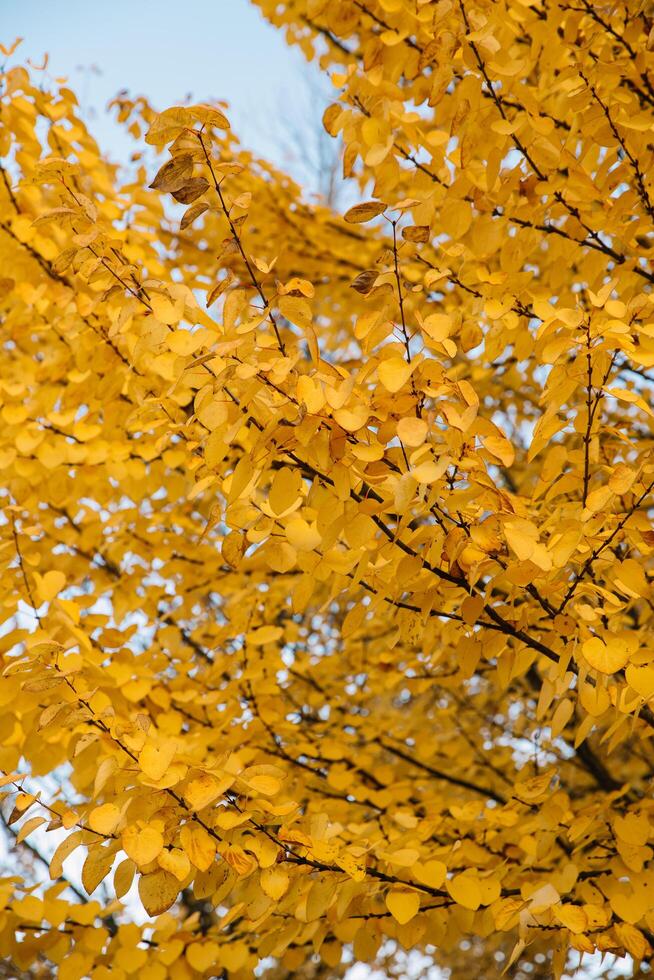 Branches of autumn yellow leaves in park with copy space on blue sky photo