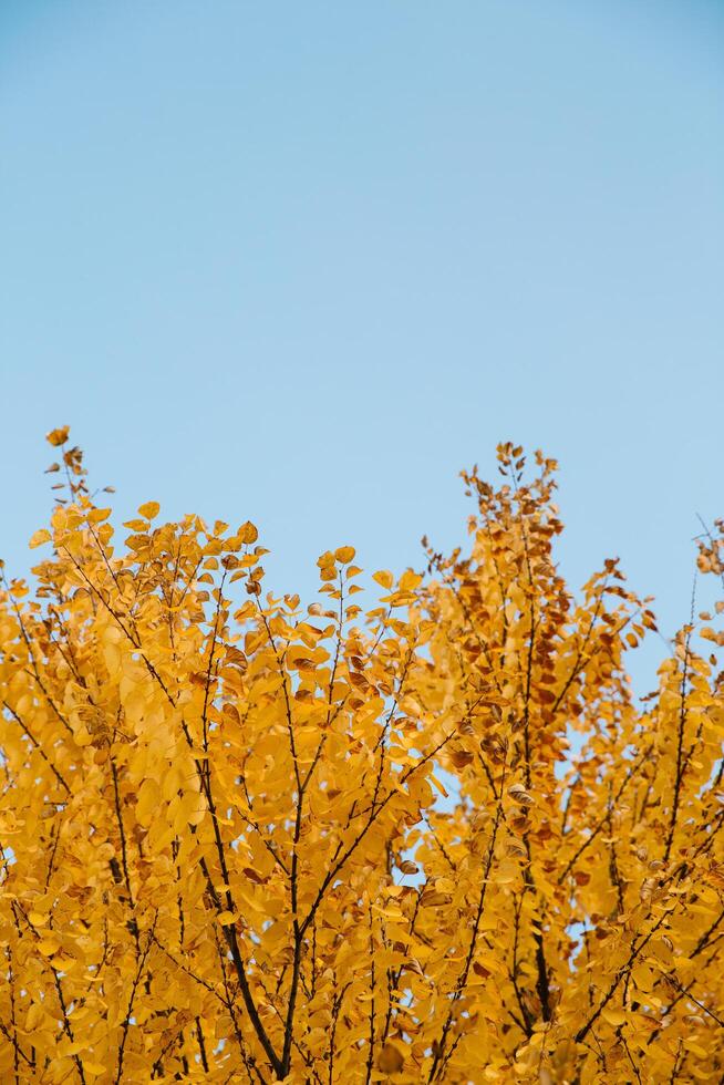 Branches of autumn yellow leaves in park with copy space on blue sky photo