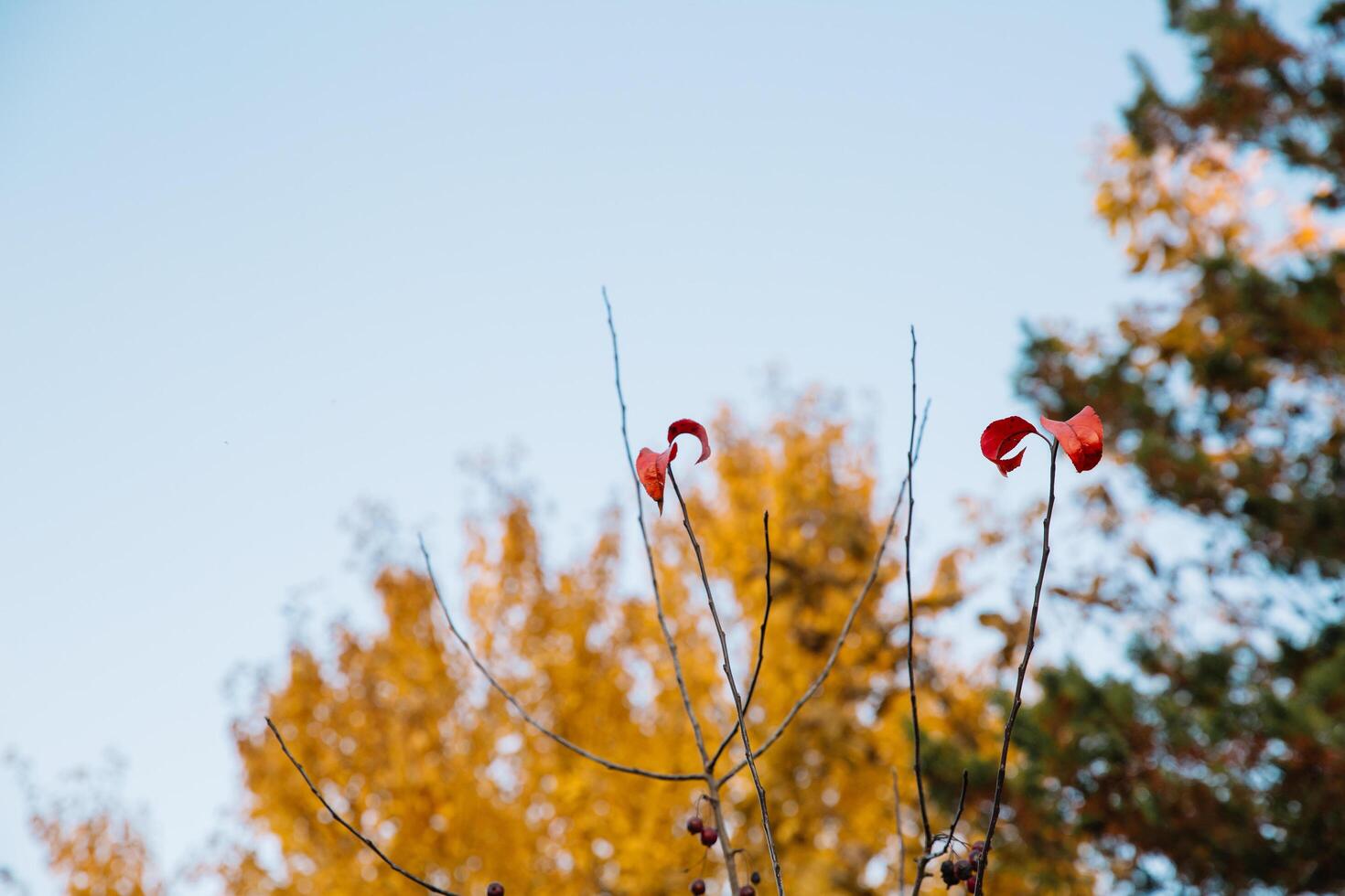 Lonely red leaves left on a tree in late autumn in the park. photo