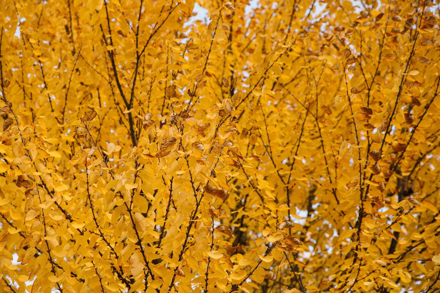 Branches of autumn yellow leaves in the park photo