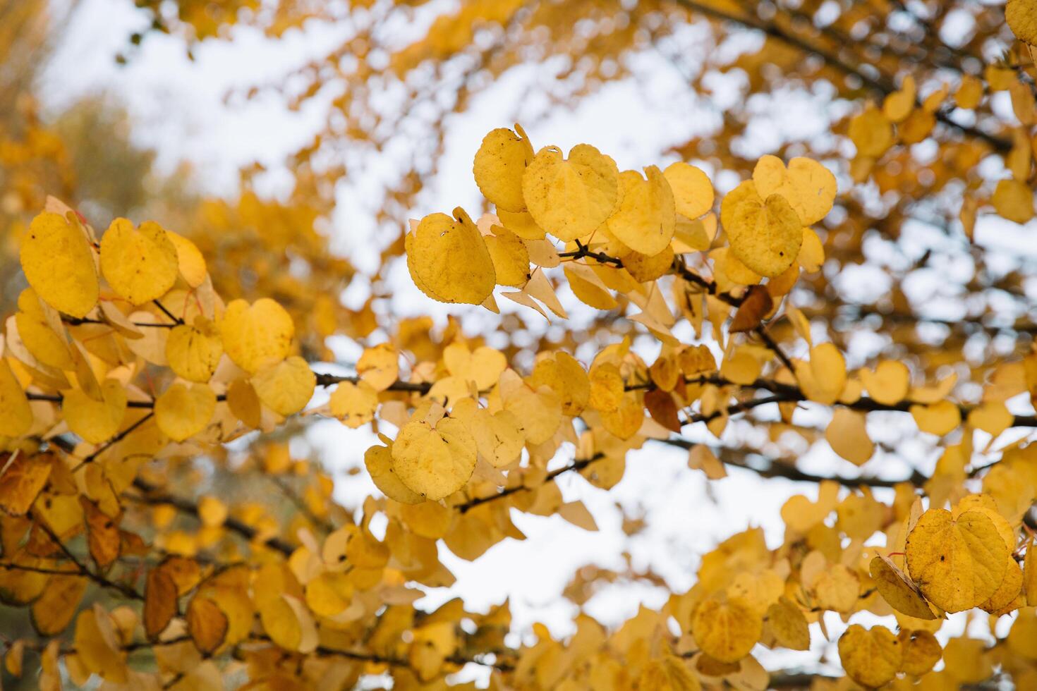 Branches of autumn yellow leaves in the park photo