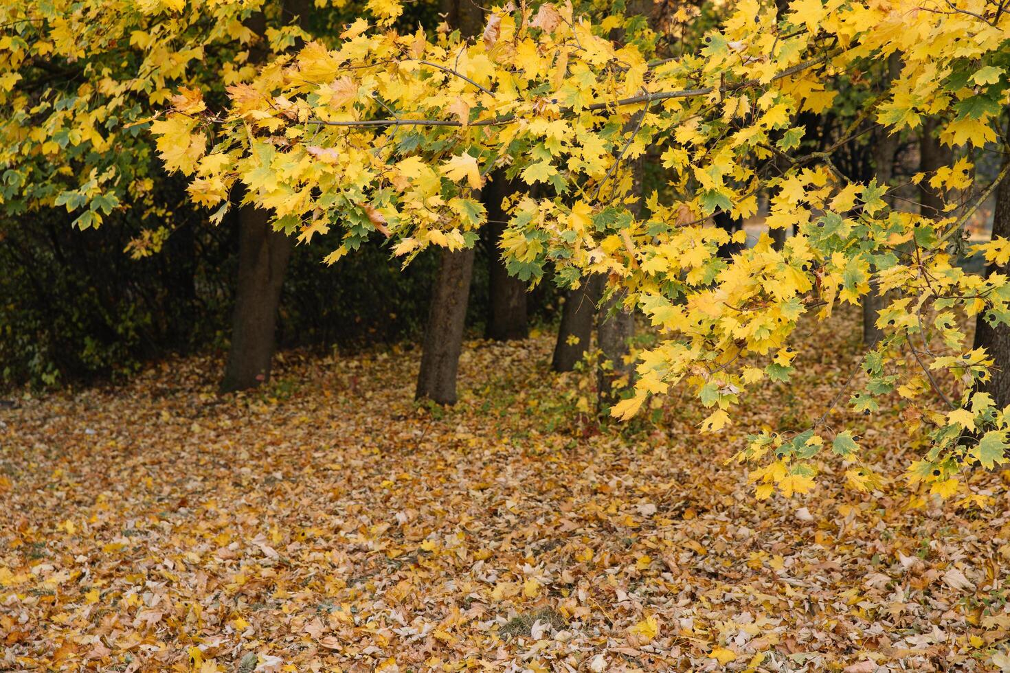 Autumn park landscape at sunset, yellow and orange leaves on branches photo
