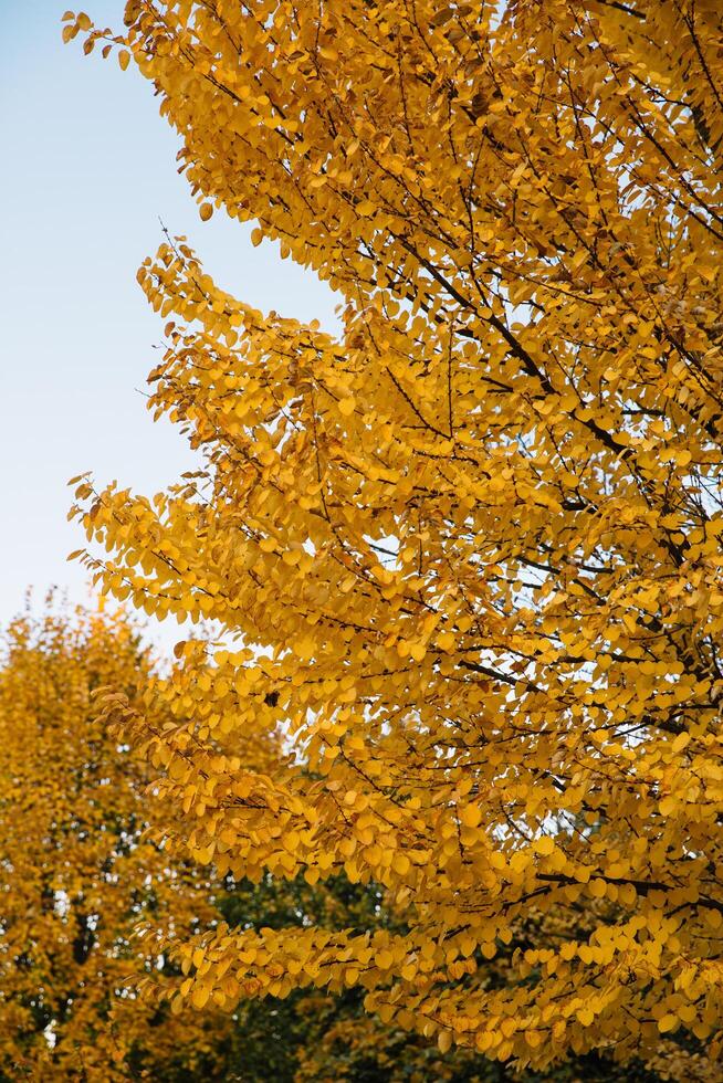 Branches of autumn yellow leaves in park with copy space on blue sky photo