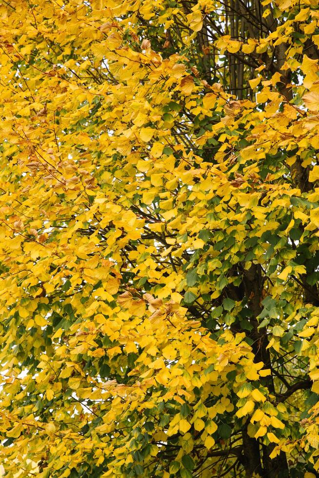 Branches of autumn yellow leaves in the park photo