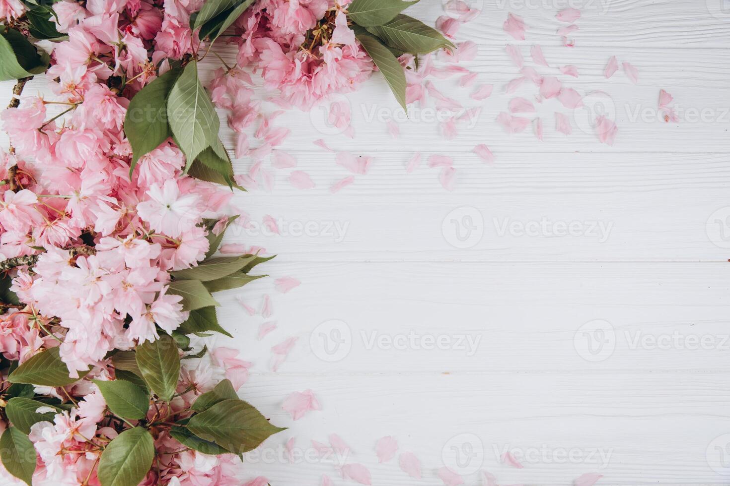 Sprigs of the sakura tree with flowers and petals on a wooden white background. Place for text. The concept of spring came. Top view. Flat lay photo