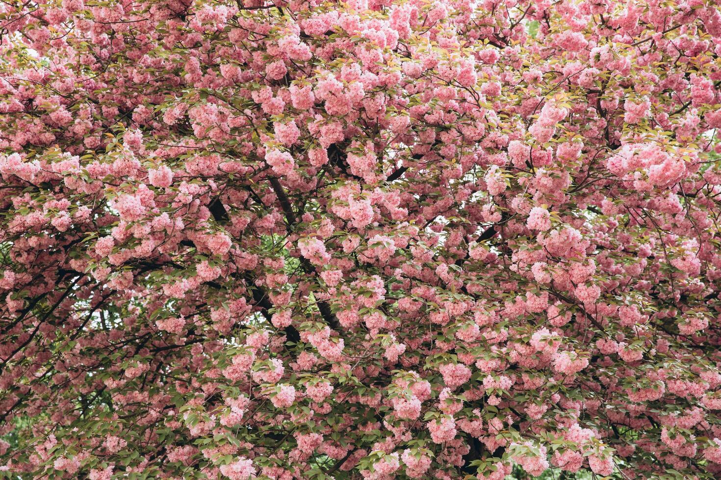Spring Cherry blossoms in full bloom. Title header dimension image. photo