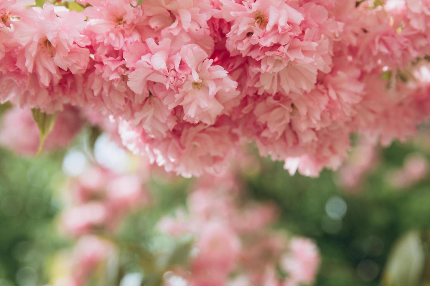 Abstract floral backdrop of pink flowers over pastel colors with soft style for spring or summer time. Banner background with copy space. photo