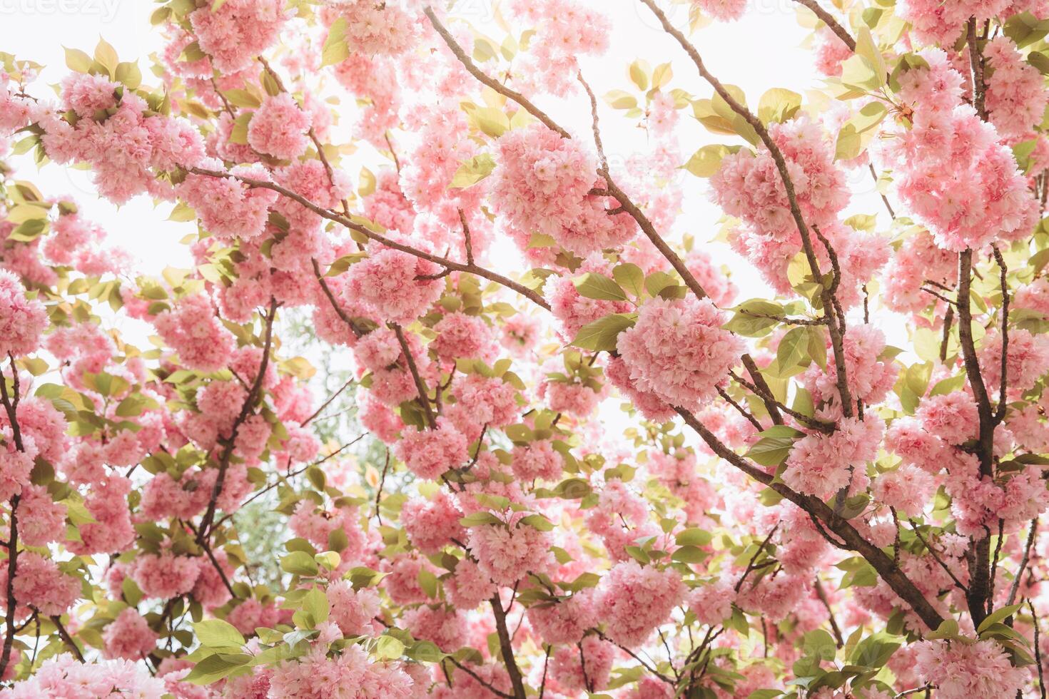 Beautiful early spring cherry blossoms in soft light. Abstract and flat lay composition. photo