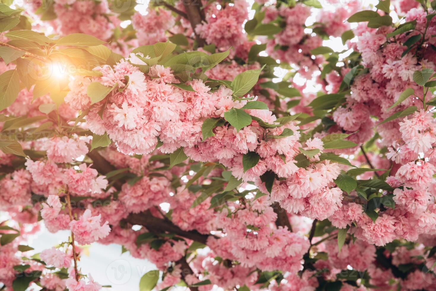 Beautiful early spring cherry blossoms in soft light. Abstract and flat lay composition. photo