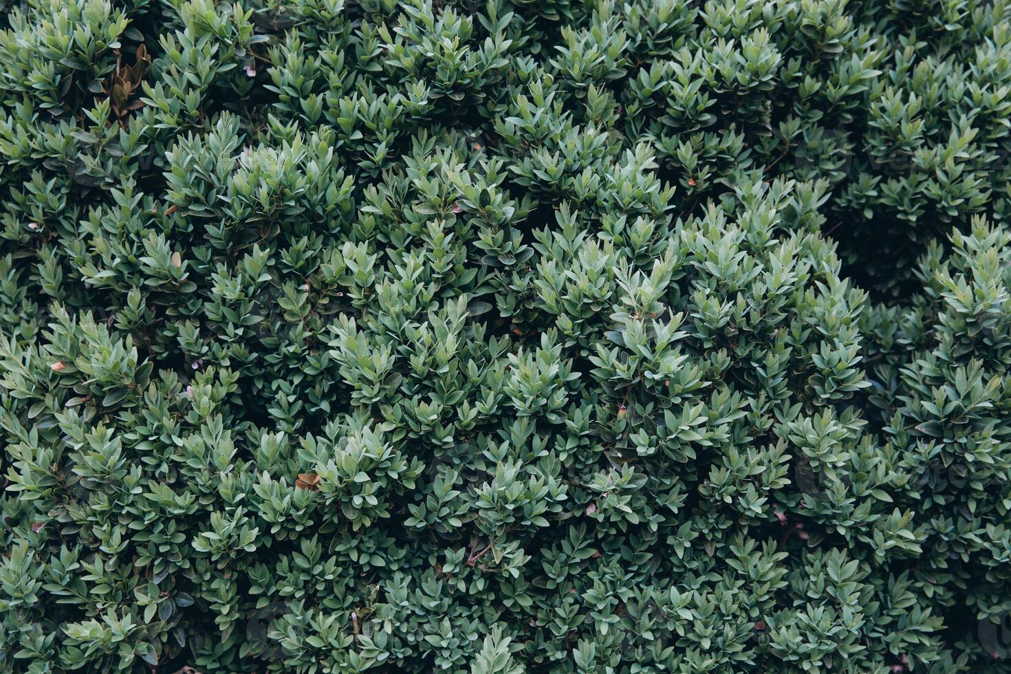 Green leaves wall background photo