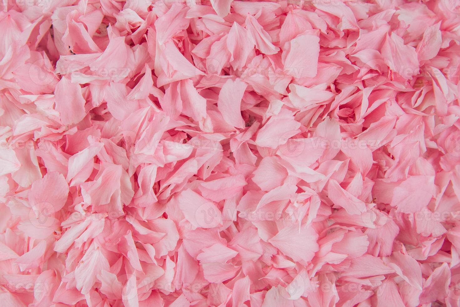 Pink cherry petals background. Flat lay and top view composition photo