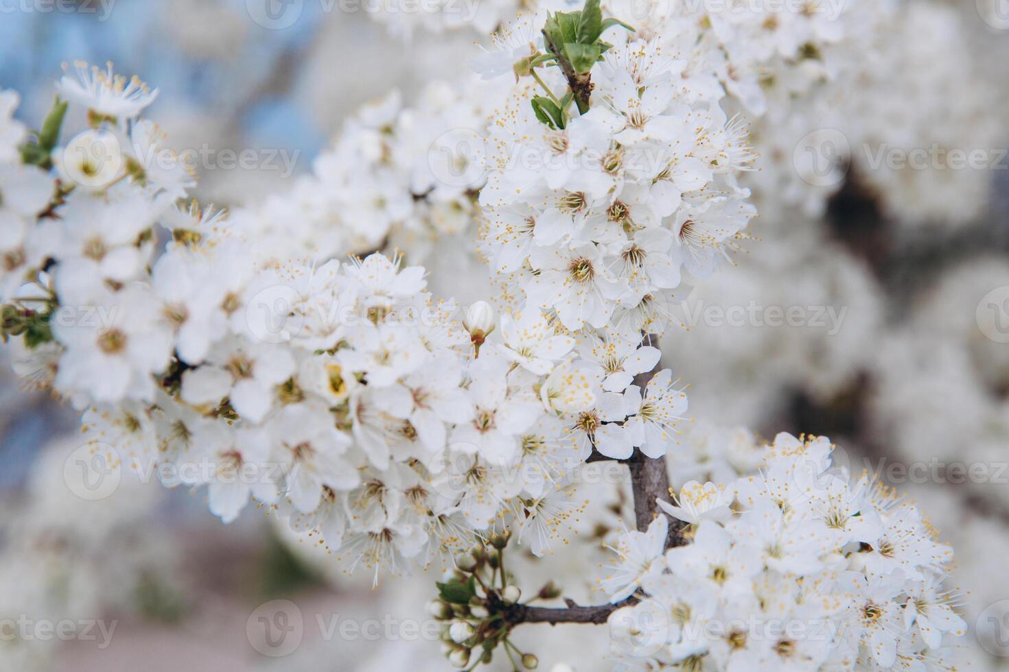 Spring seasonal background with white flowers, natural easter floral image with copy space photo