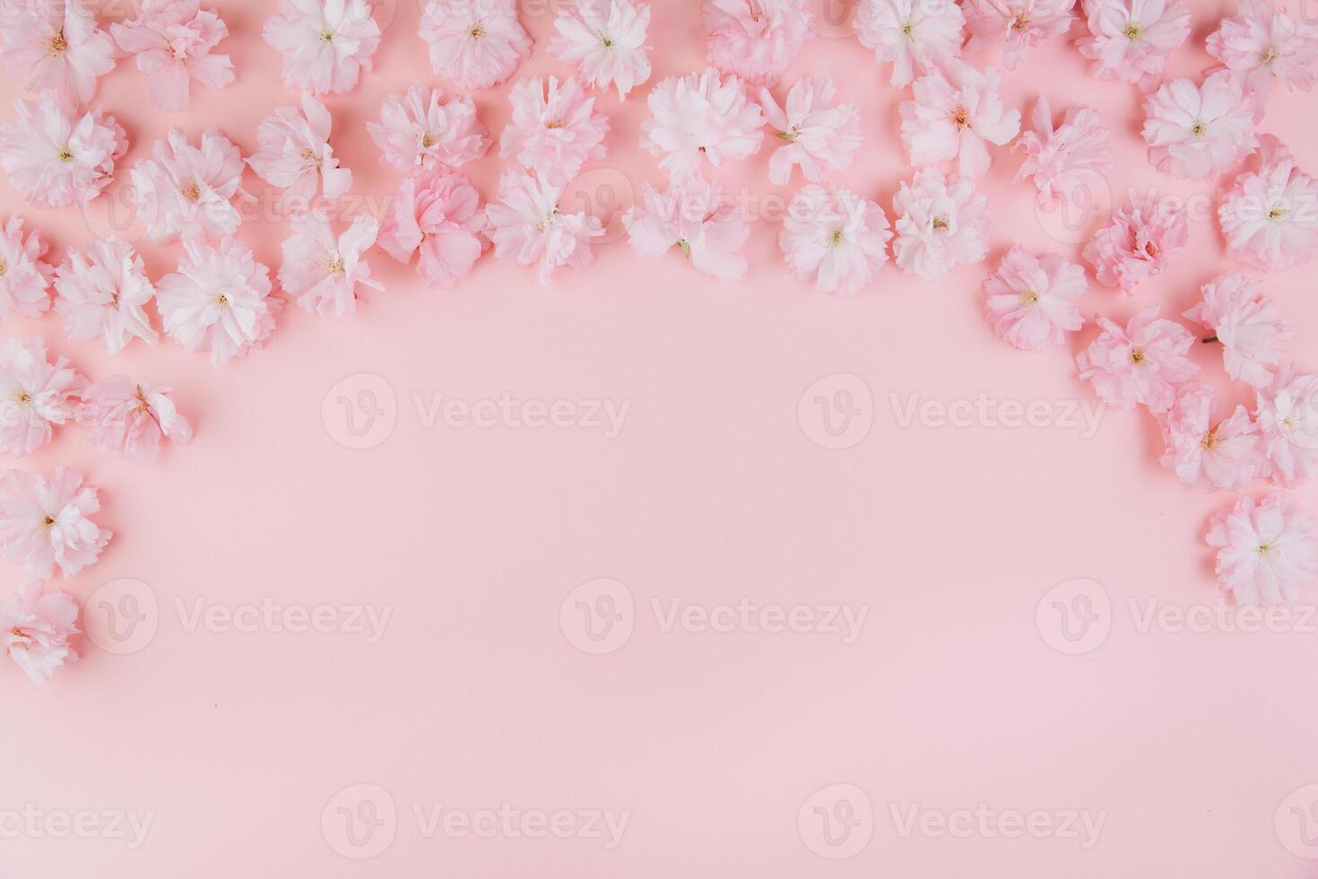 Spring background of painted pink board with branch of flowering cherry branch covered with pink flowers as a border photo