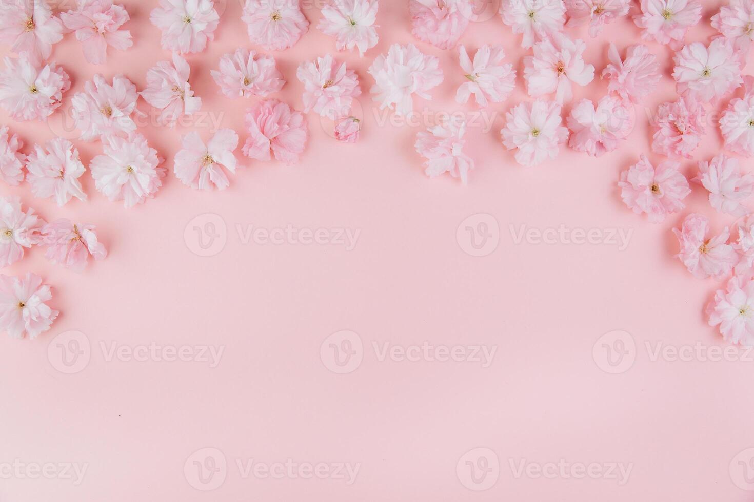 Spring background of painted pink board with branch of flowering cherry branch covered with pink flowers as a border photo
