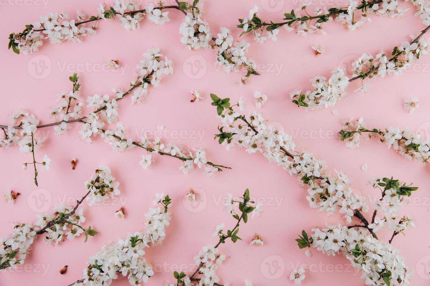 Spring flowers cherry blossoming on a pink background. Top view with copy space. Flat lay photo