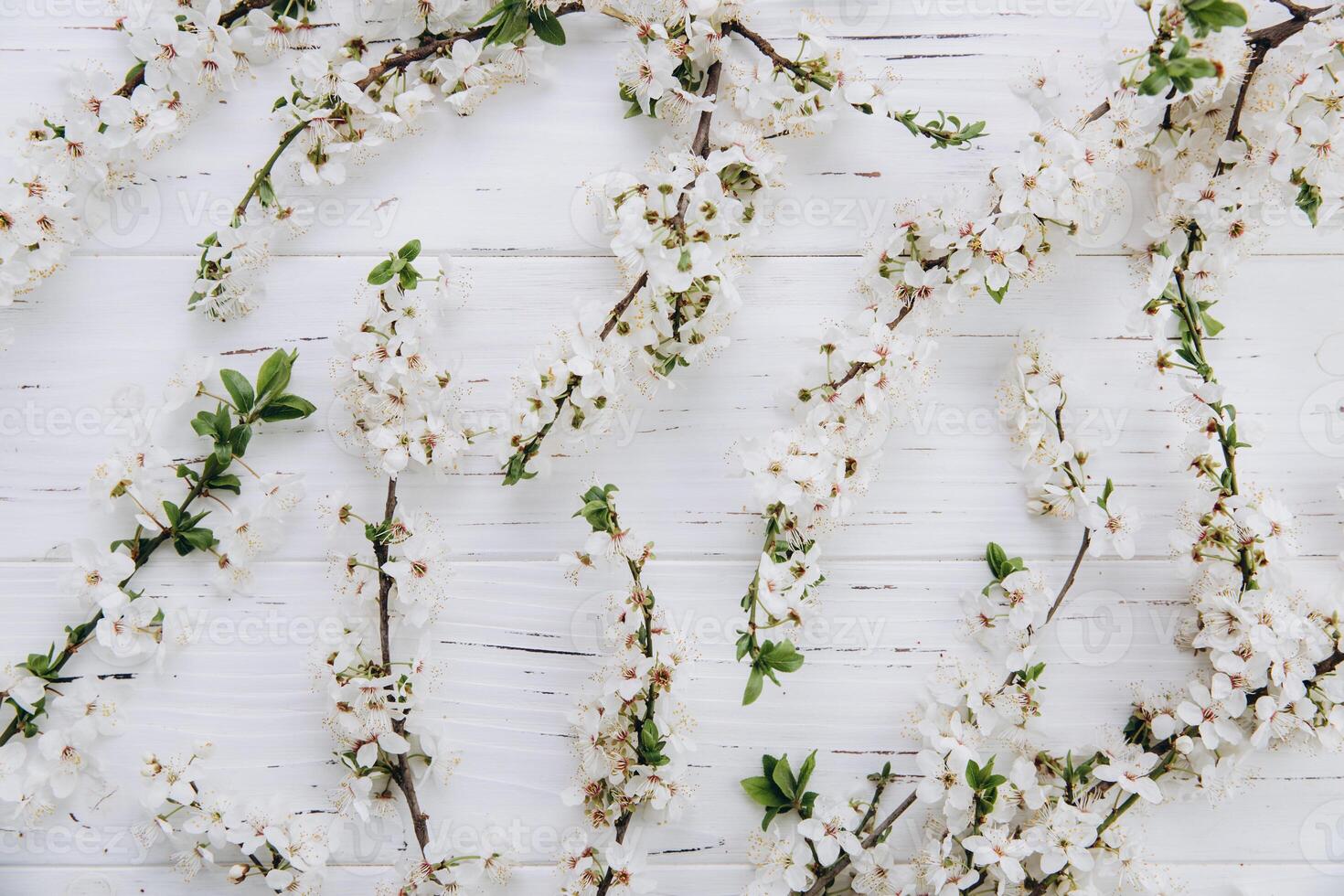 Spring flowers cherry blossoming on a white wooden background. Top view with copy space. Flat lay photo