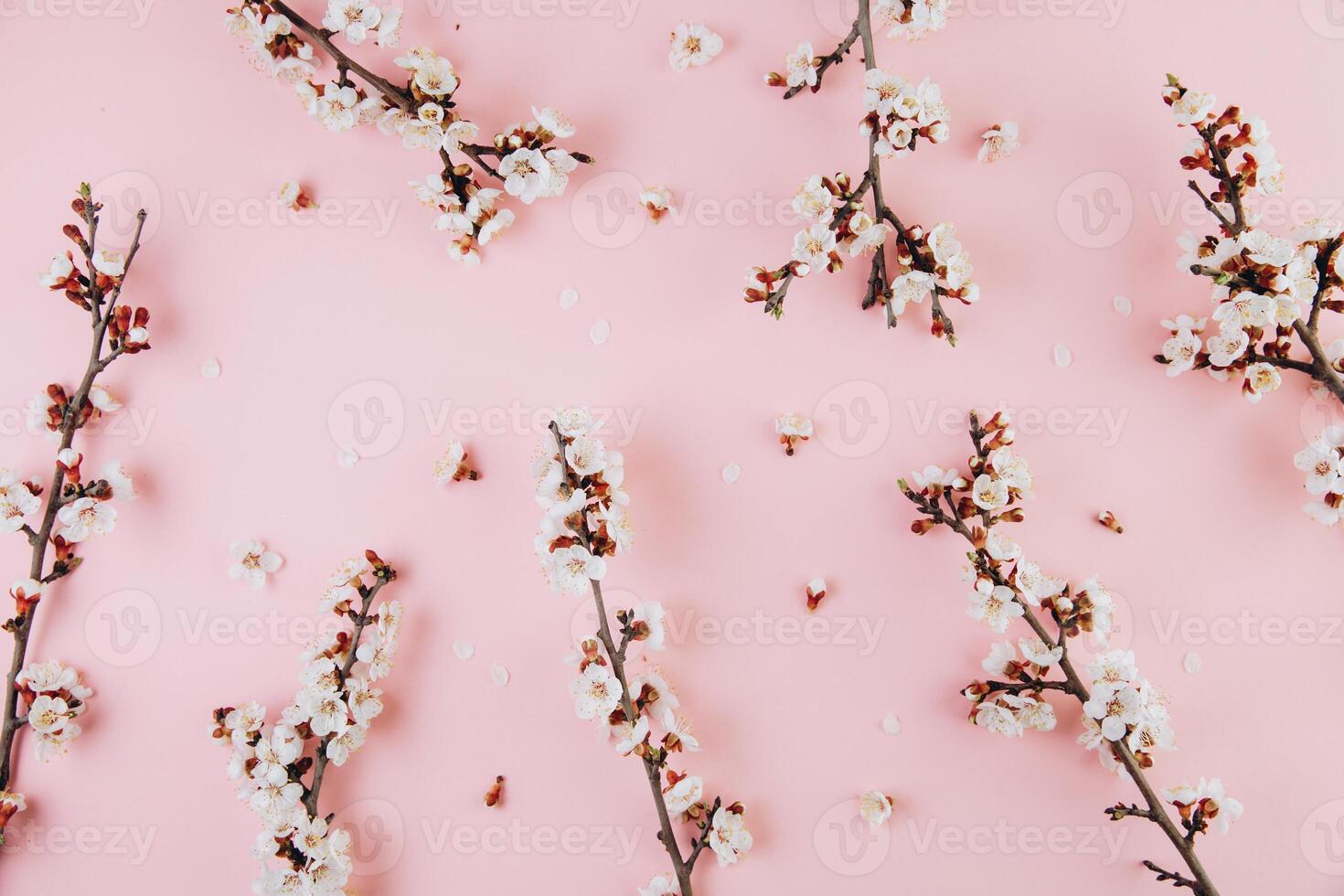 Spring flowers cherry blossoming on a pink background. Top view with copy space. Flat lay photo