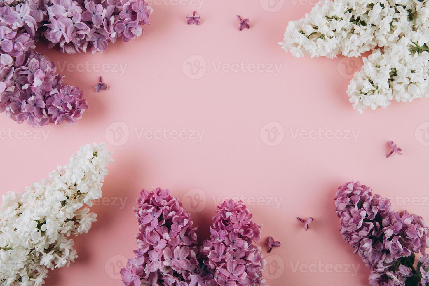 Floral pattern of a branch of lilac on a trendy pink background. Top view. Flat lay. Spring concept. Copy space photo