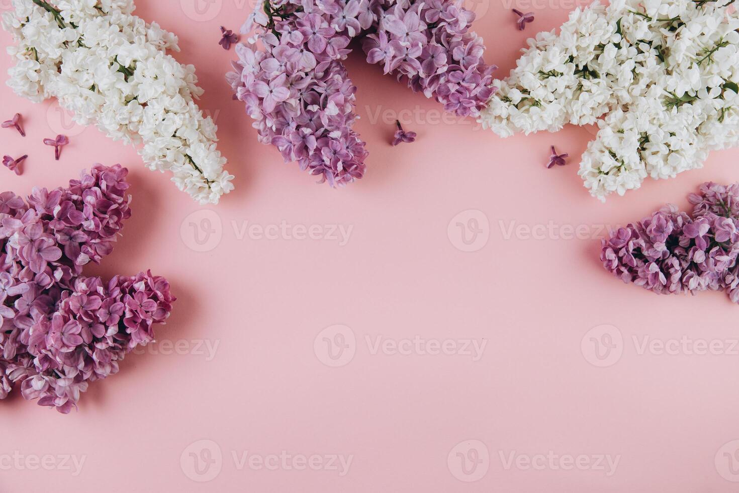 Floral pattern of a branch of lilac on a trendy pink background. Top view. Flat lay. Spring concept. Copy space photo