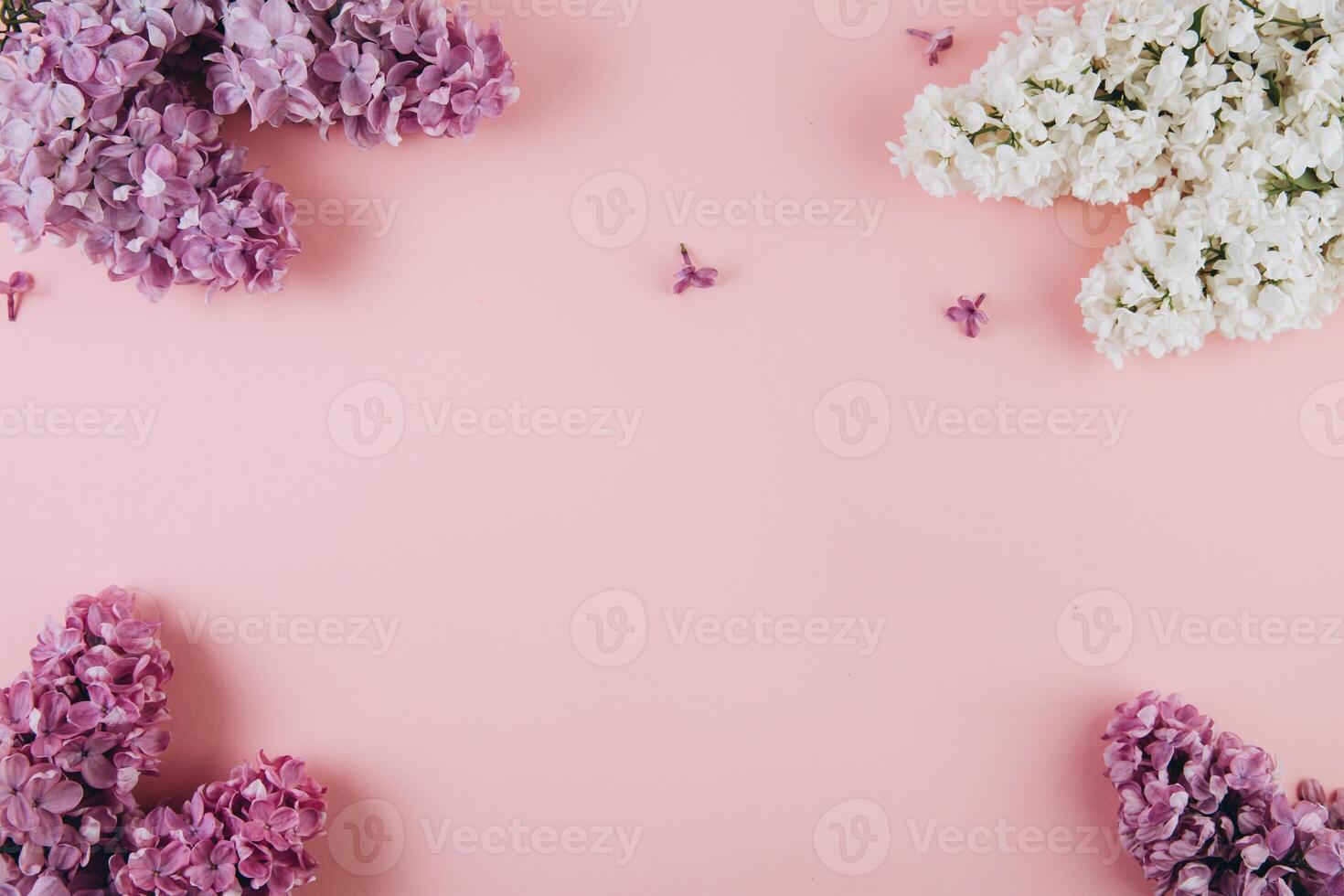 Floral pattern of a branch of lilac on a trendy pink background. Top view. Flat lay. Spring concept. Copy space photo